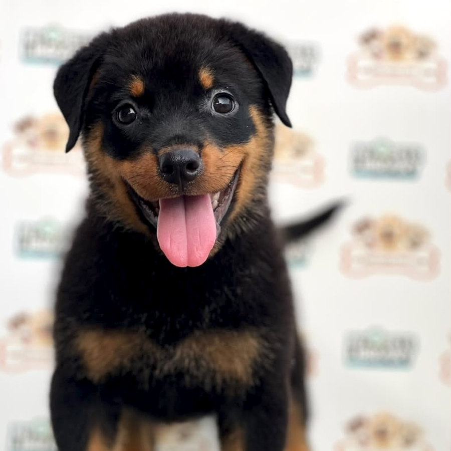 Rottweiler Puppy