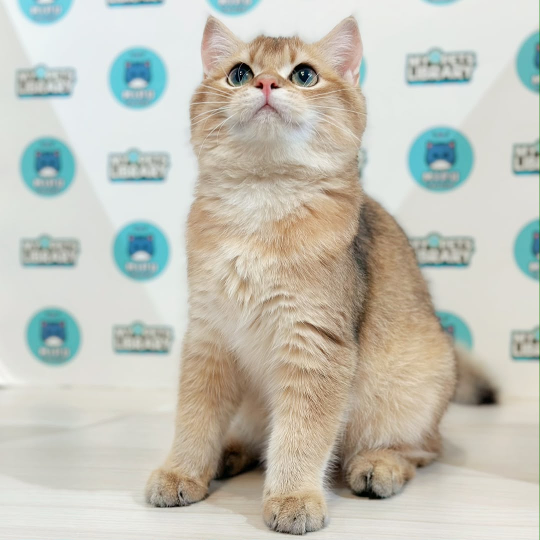 British Shorthair Kitten