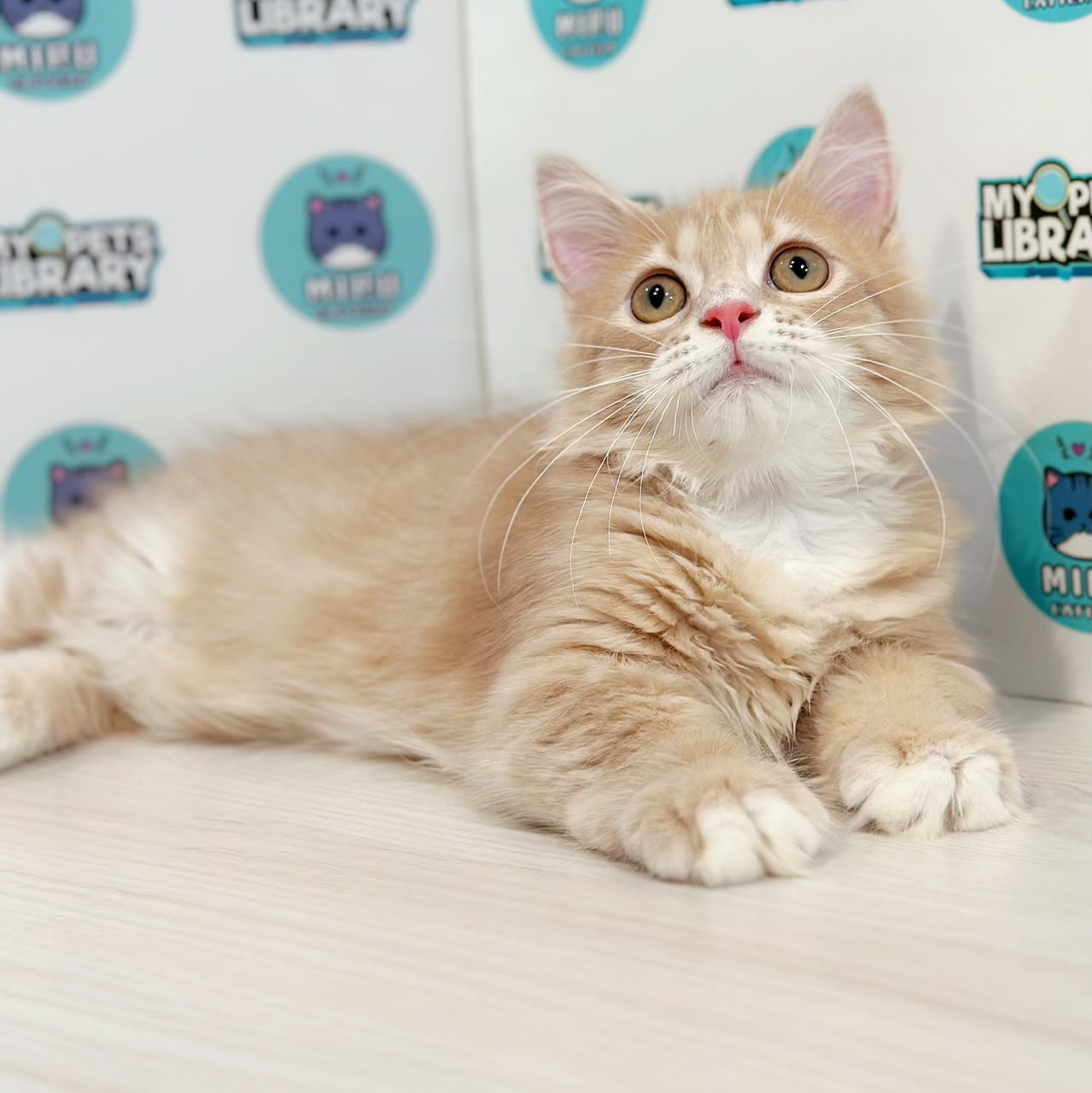 Super Short Munchkin Longhair Kitten