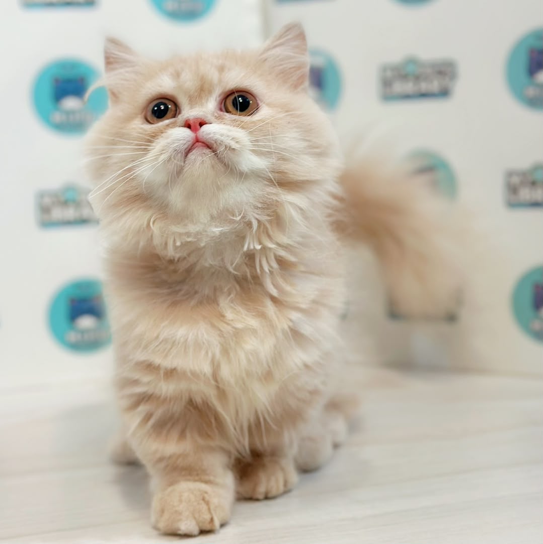 Super Short Minuet Napoleon Kitten