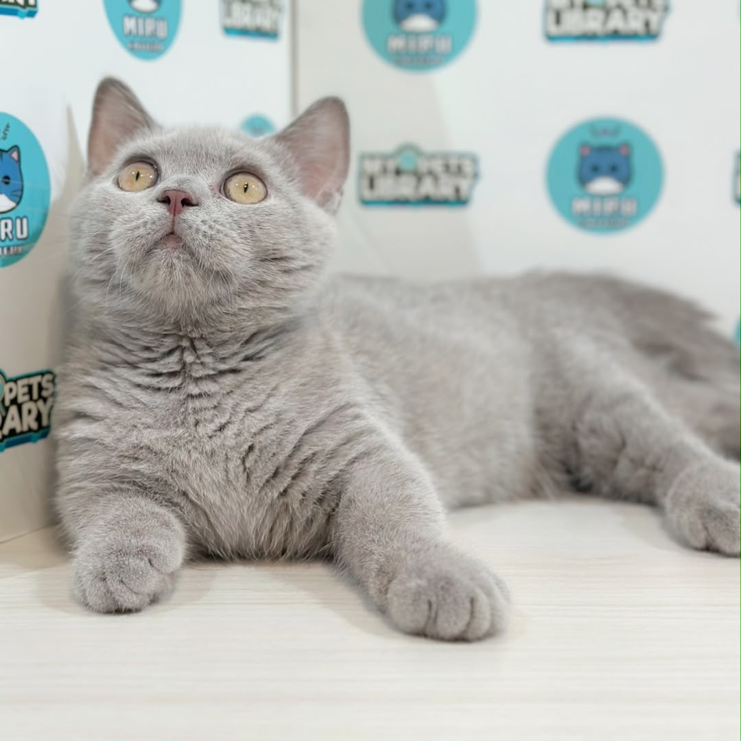 Super Short Munchkin British Shorthair Kitten