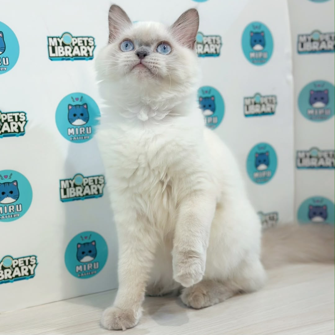 Himalayan Persian Kitten