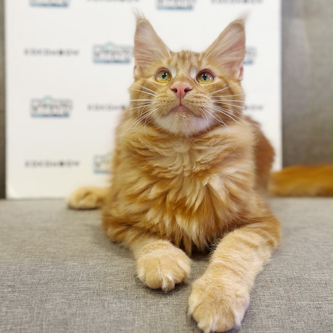Maine Coon Kitten