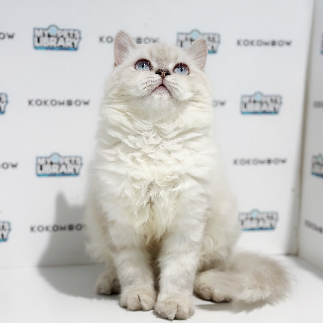 Himalayan Persian Kitten