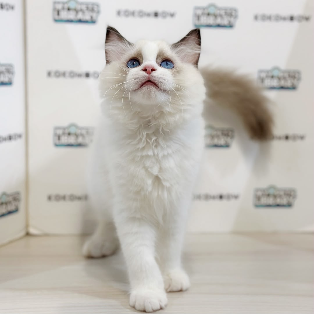 Ragdoll Kitten