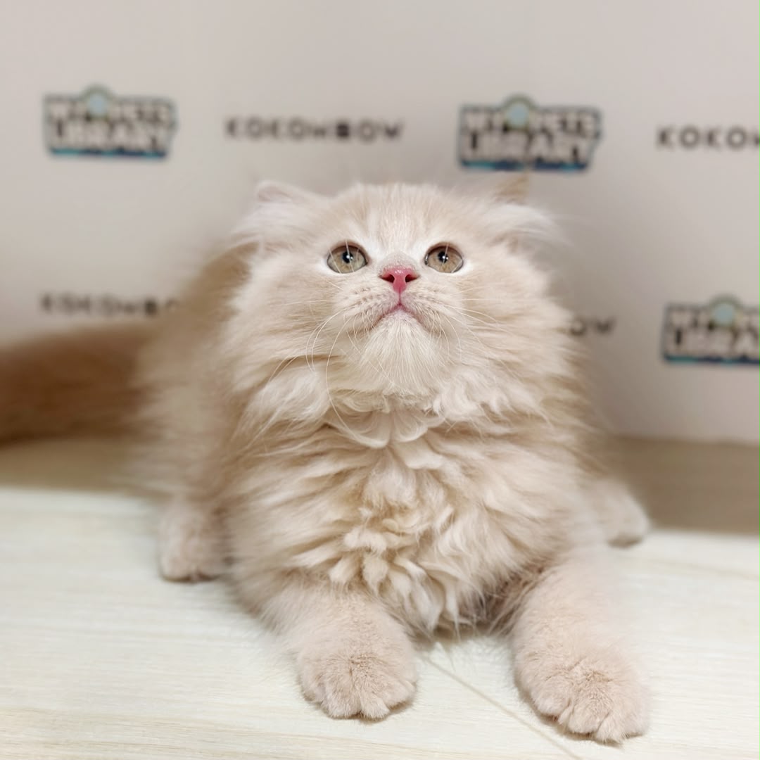 Turkish Angora Persian Kitten
