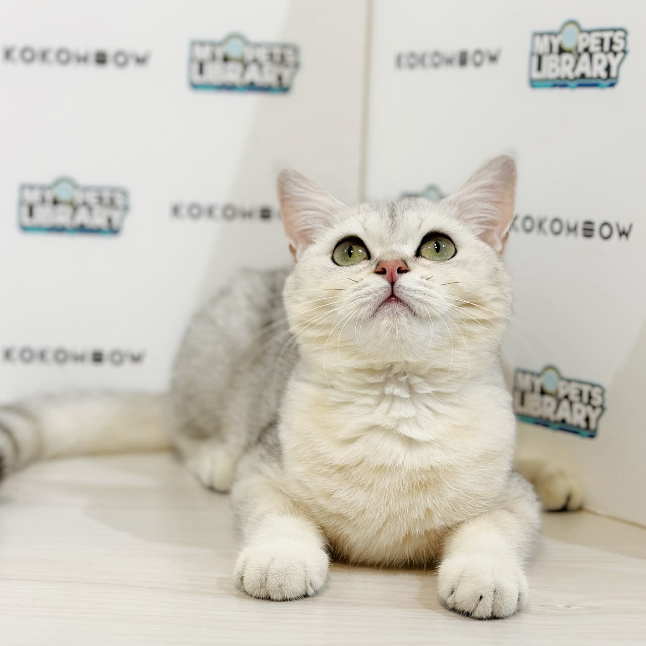 British Shorthair Kitten