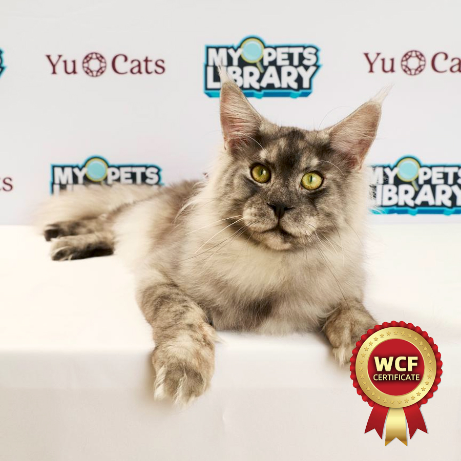 WCF Maine Coon Kitten
