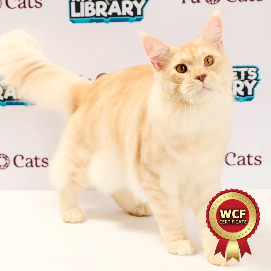 WCF Maine Coon Kitten