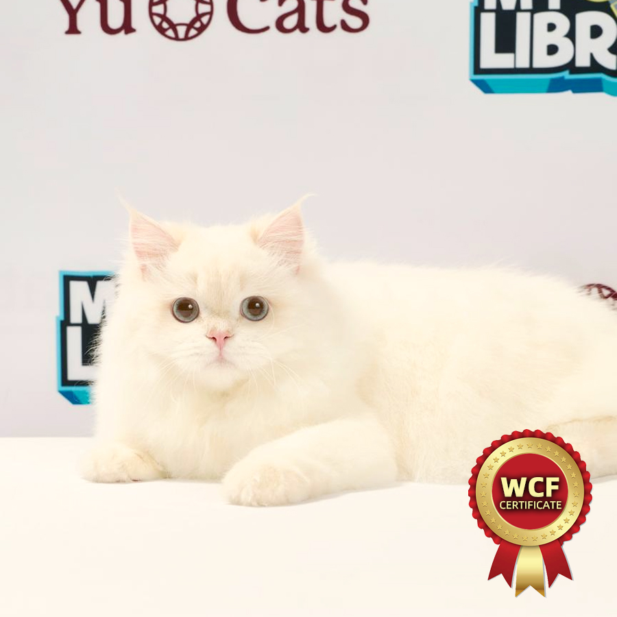 WCF British Longhair Kitten
