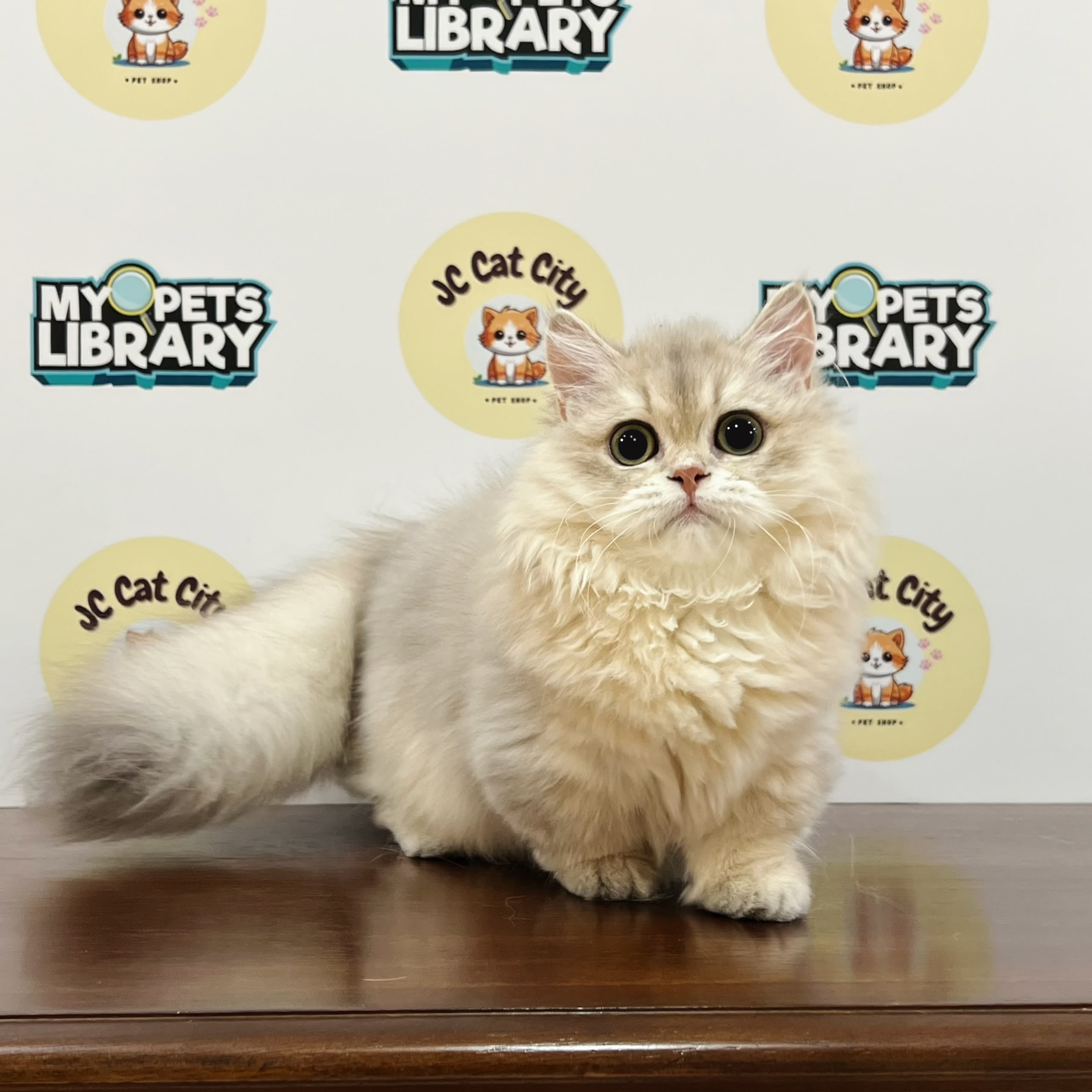 Minuet Napoleon Kitten