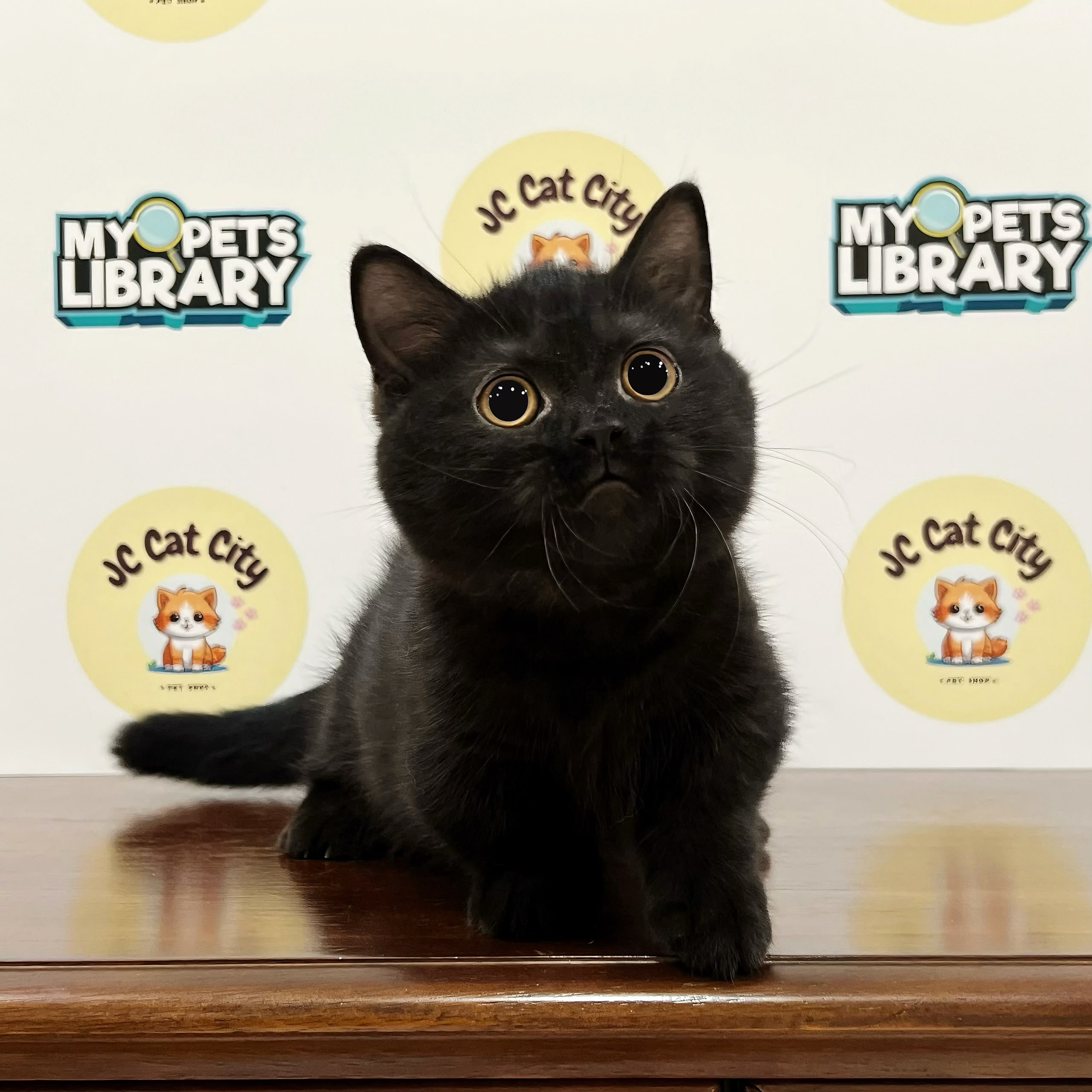 Munchkin Kitten