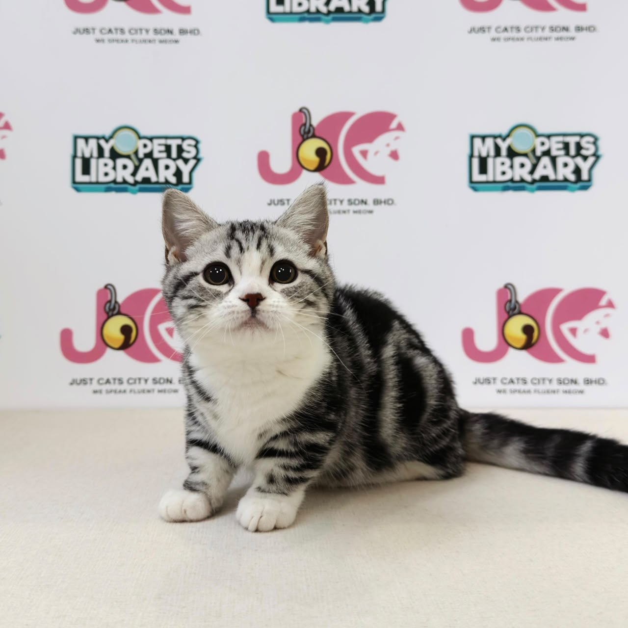 Munchkin Kitten