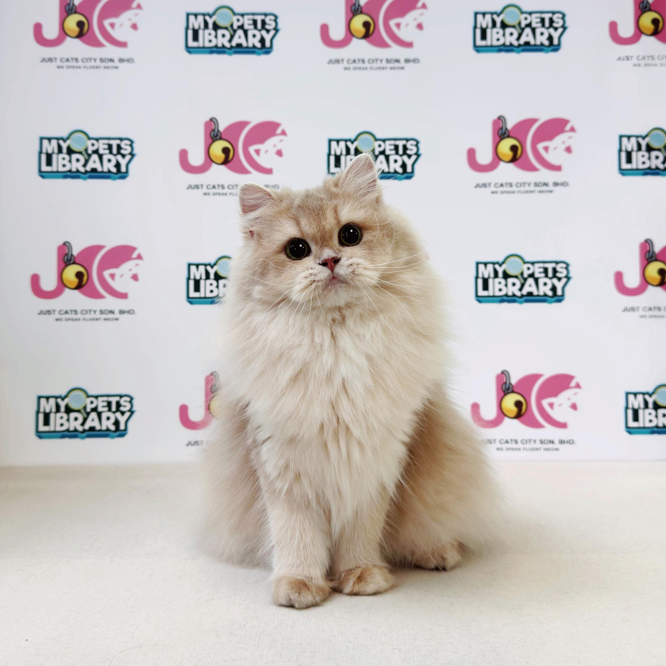 British Longhair Kitten