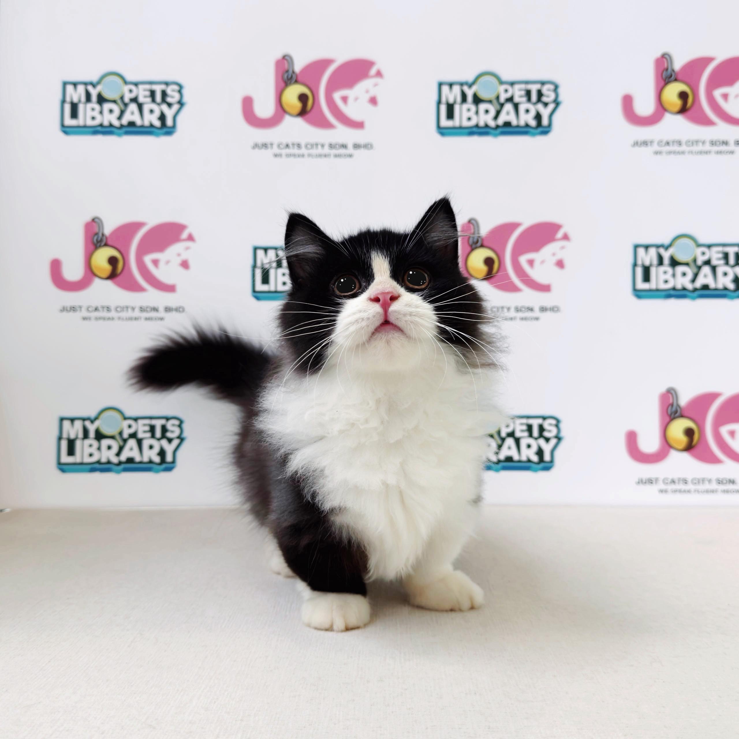 Minuet Napoleon Kitten
