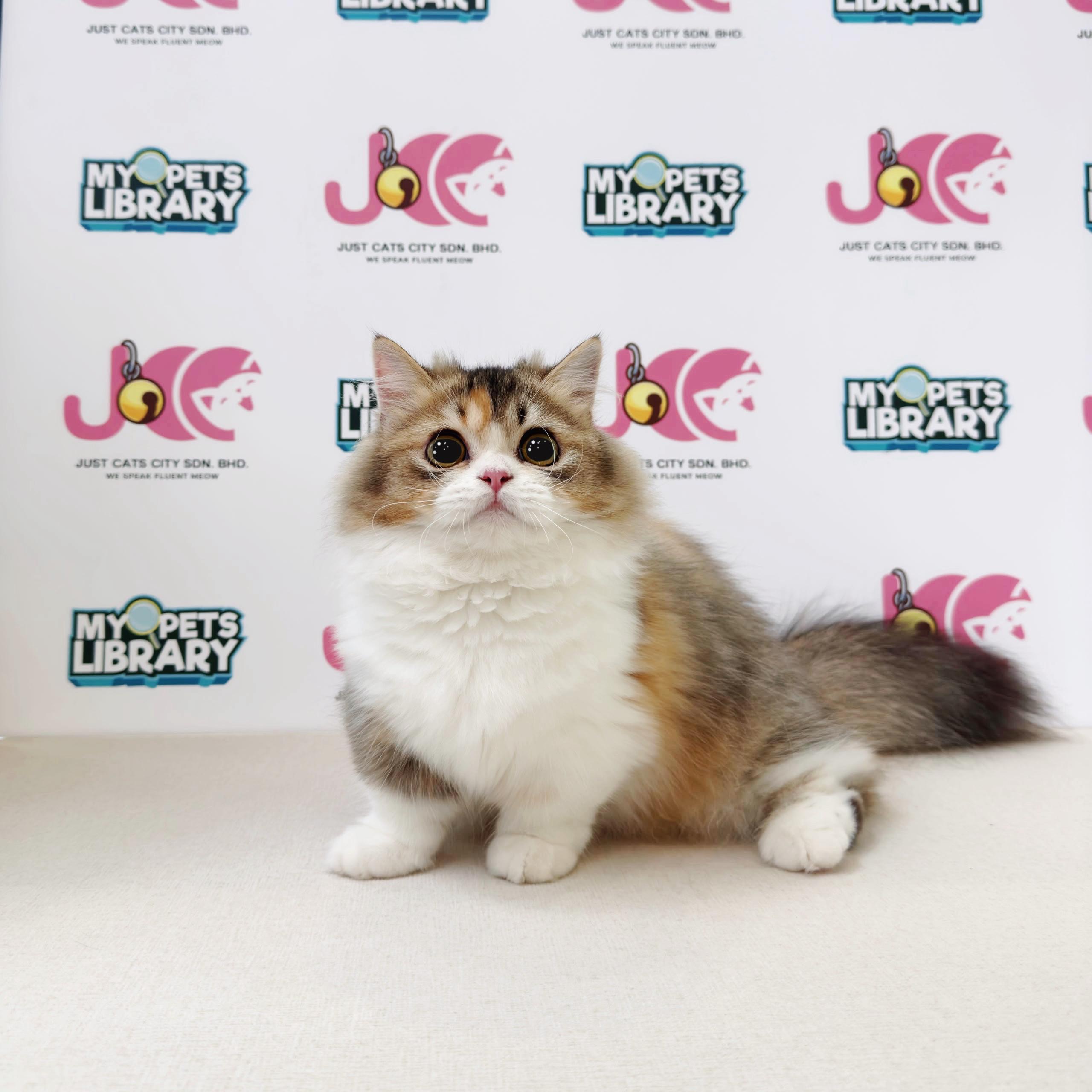 Minuet Napoleon Kitten