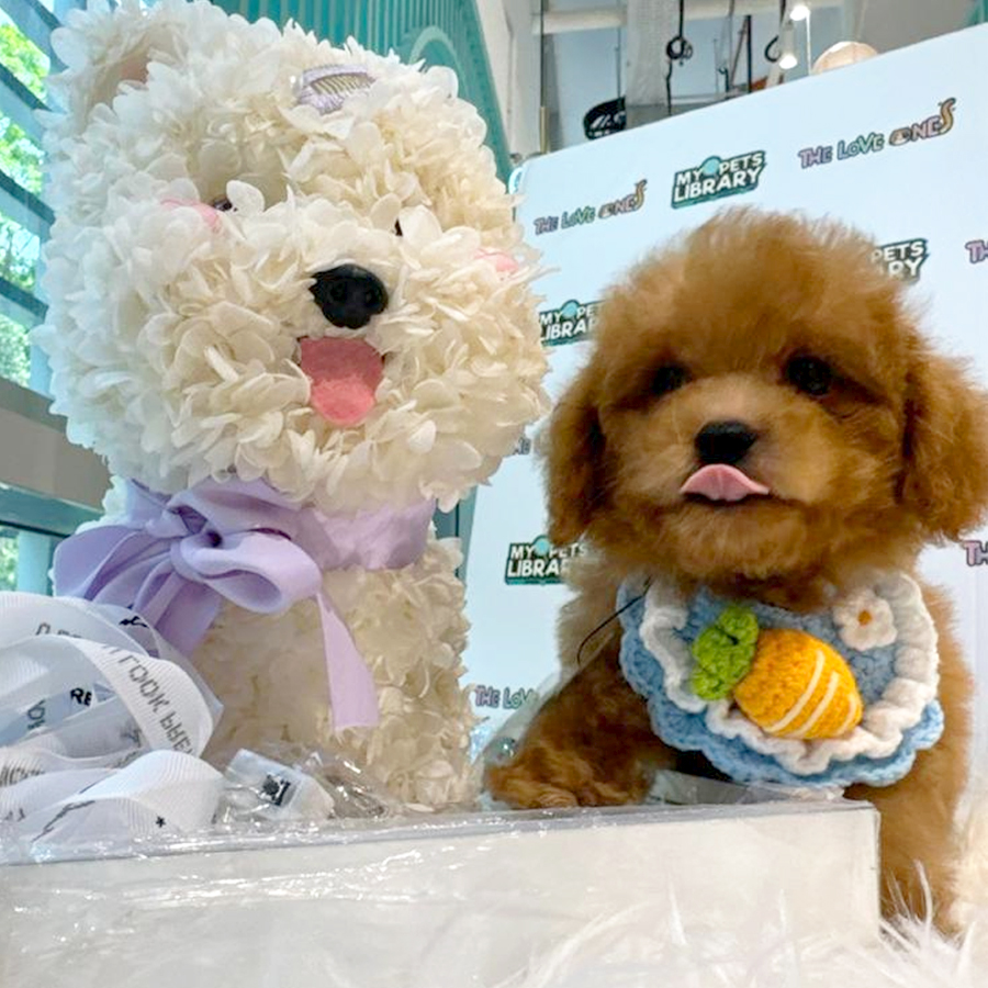 Tiny Poodle Puppy