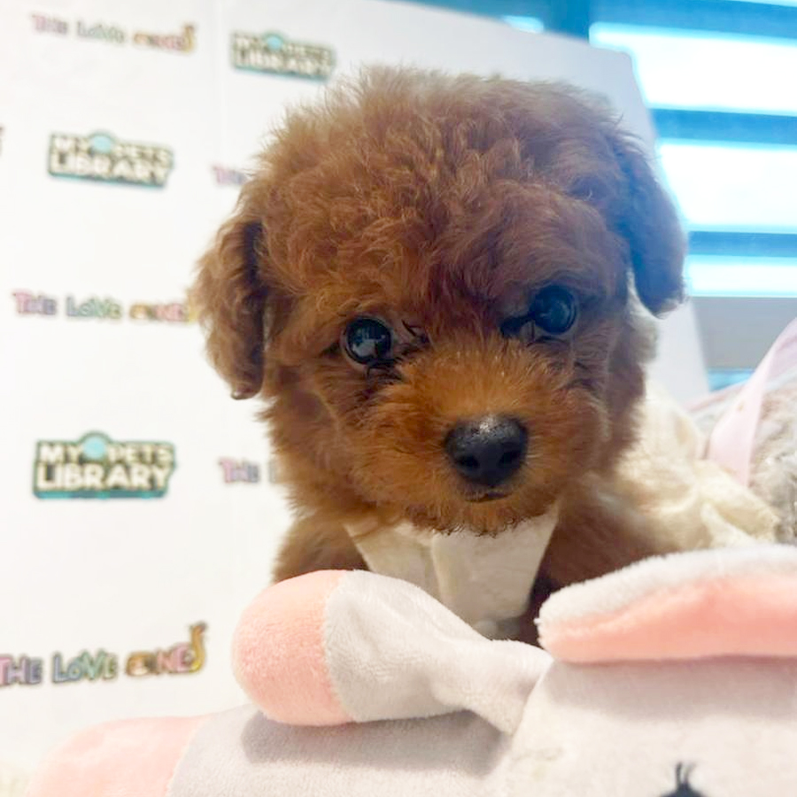 Tiny Poodle Puppy