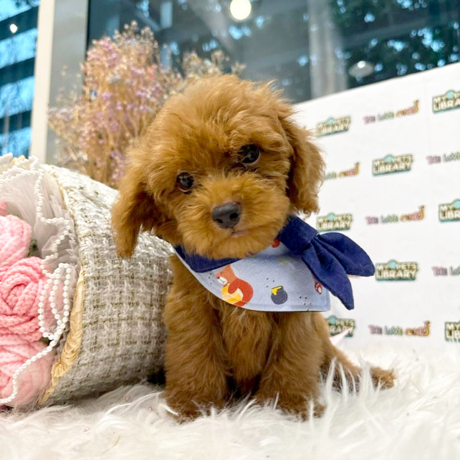 Tiny Poodle Puppy