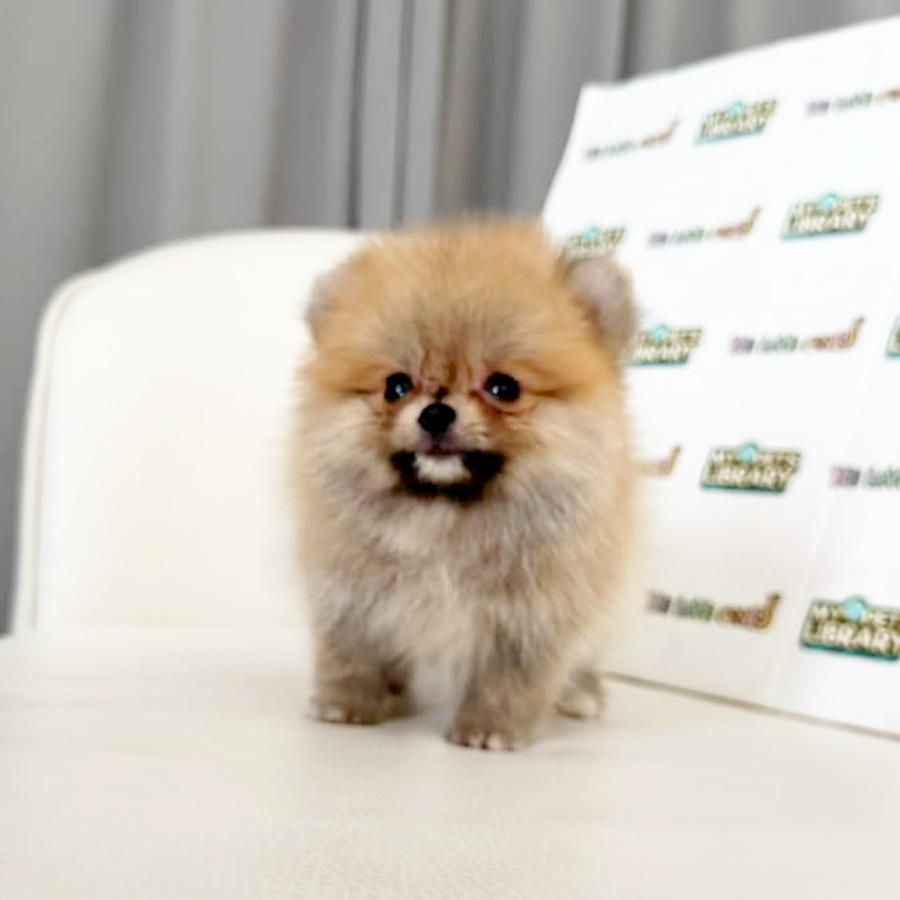 Teacup Pomeranian Puppy