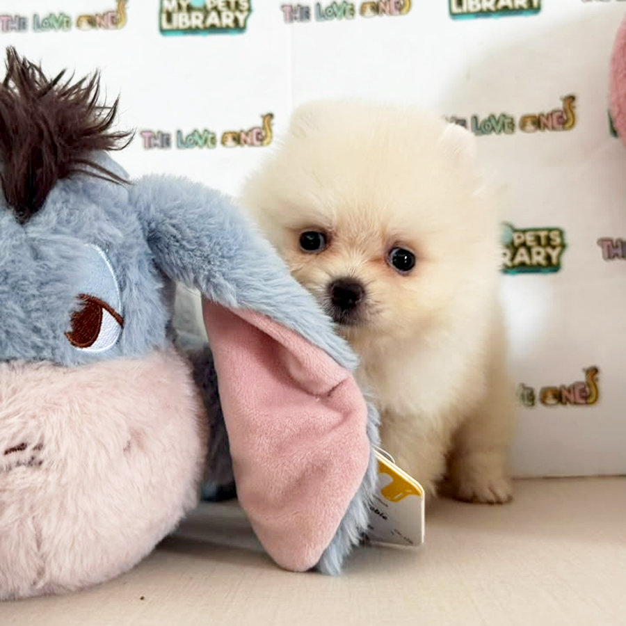 Teacup Pomeranian Puppy