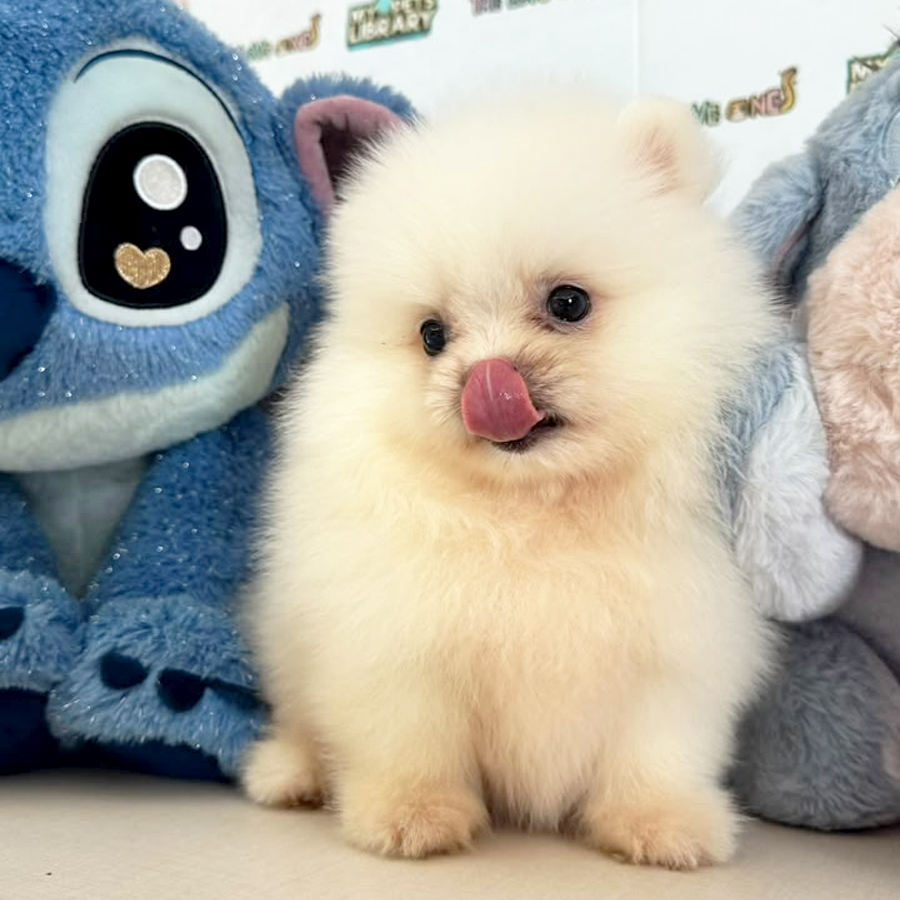 Teacup Pomeranian Puppy