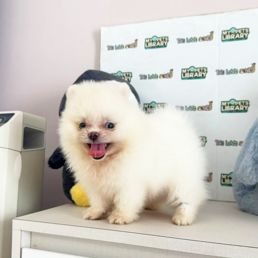 Teacup Pomeranian Puppy