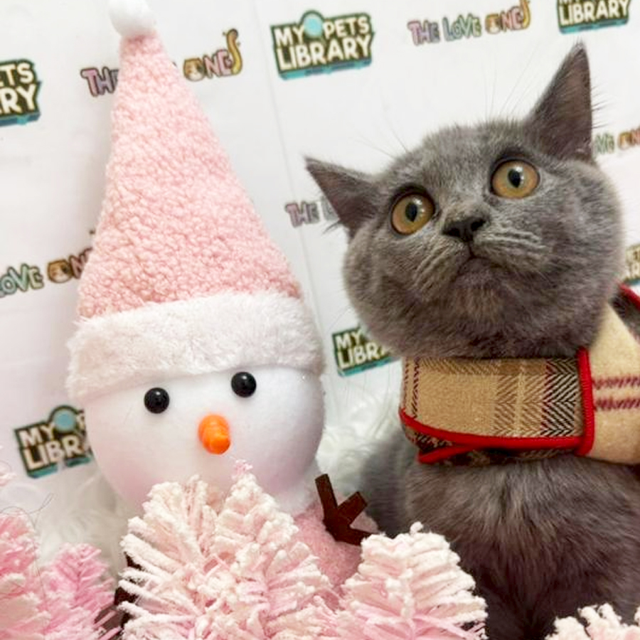 British Shorthair Kitten
