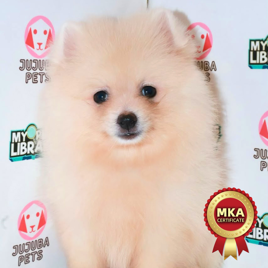 MKA Pomeranian Puppy