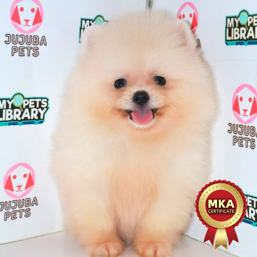 MKA Pomeranian Puppy