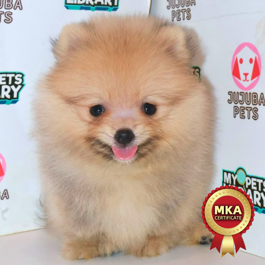 MKA Pomeranian Puppy