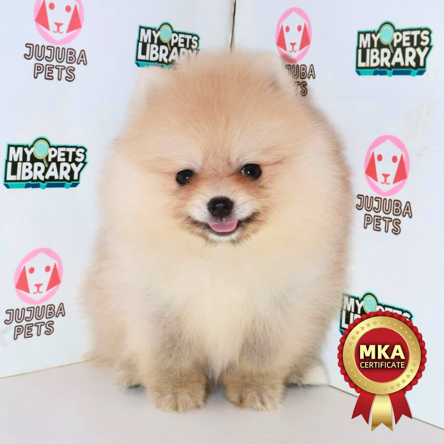 MKA Pomeranian Puppy