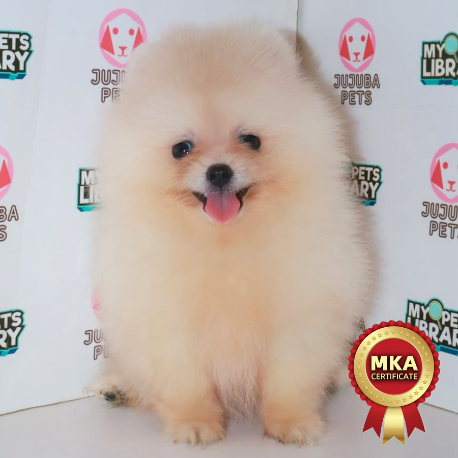 MKA Pomeranian Puppy