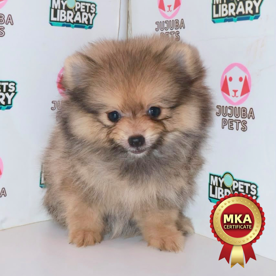 MKA Pomeranian Puppy