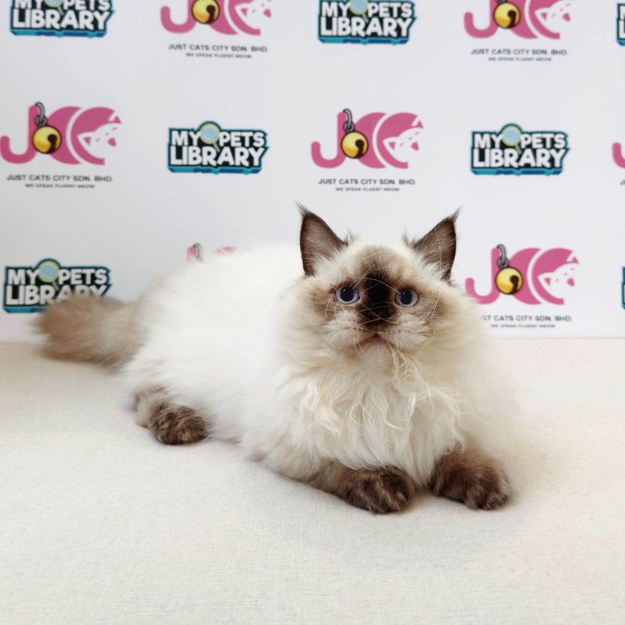 Minuet Napoleon Kitten