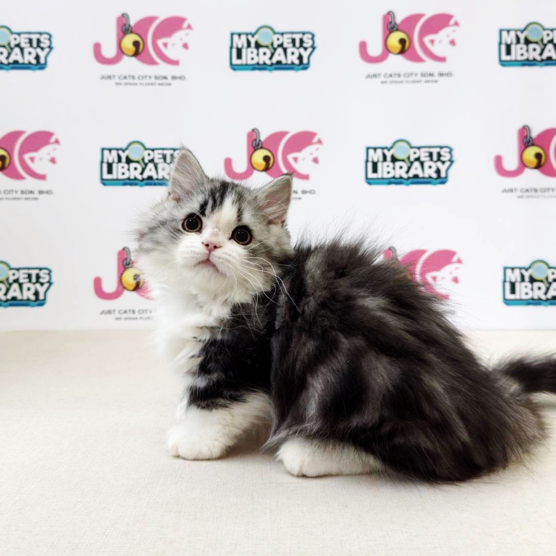 Minuet Napoleon Kitten