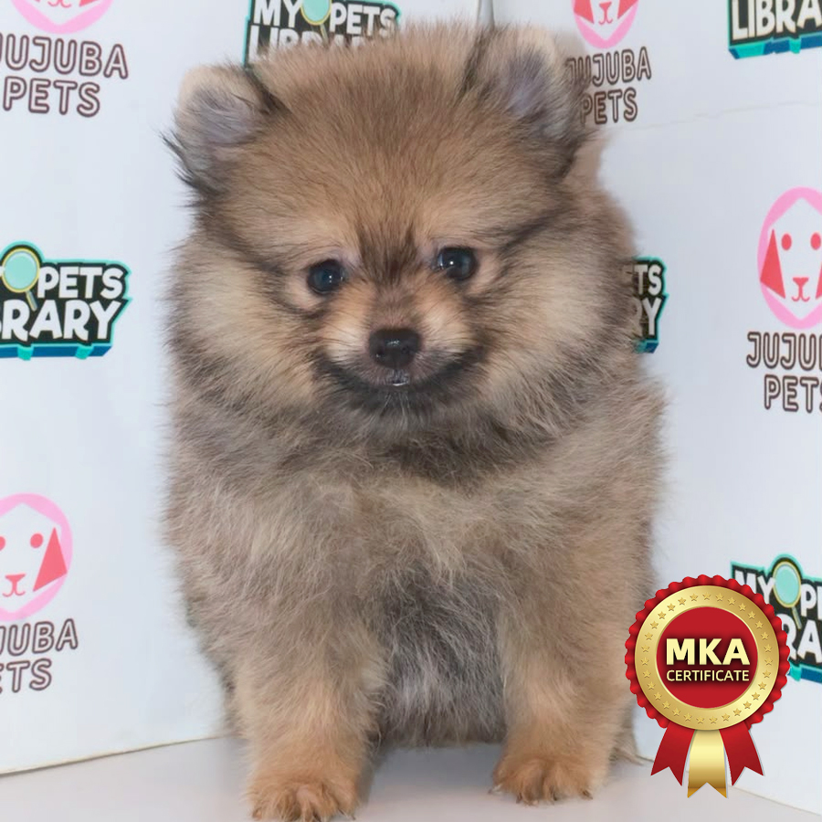 MKA Pomeranian Puppy