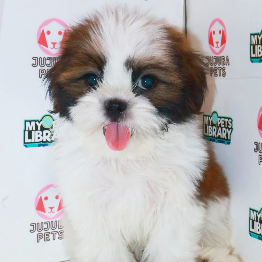 Shih Tzu Puppy