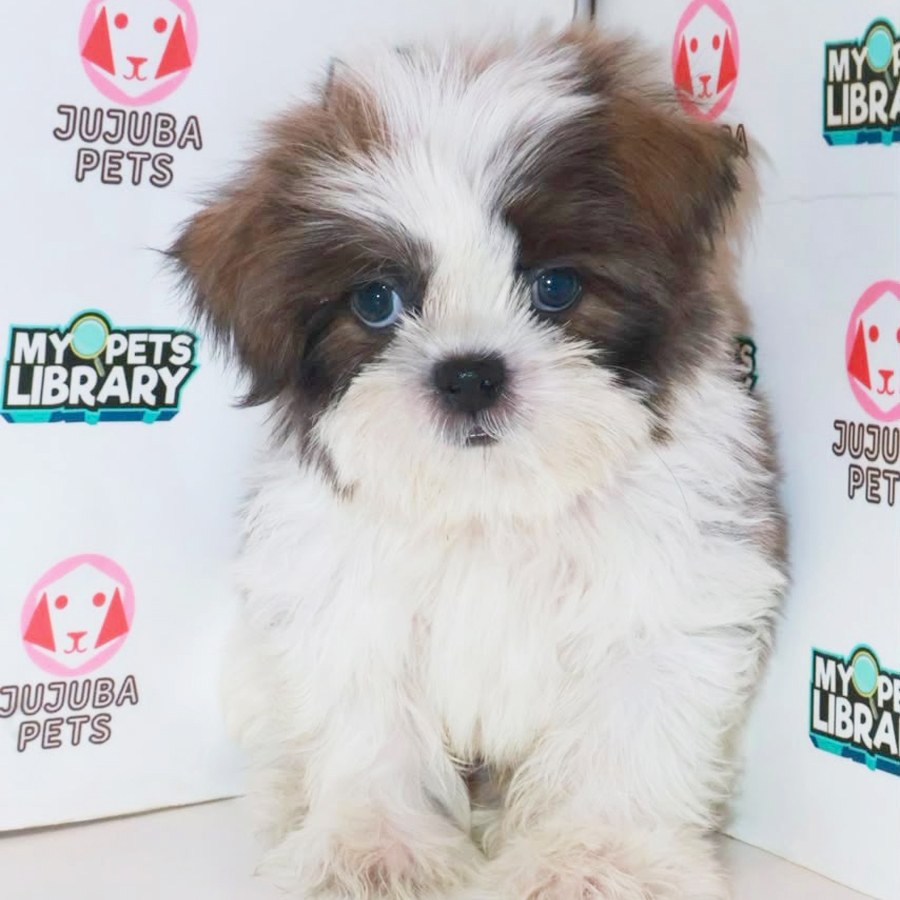 Shih Tzu Puppy