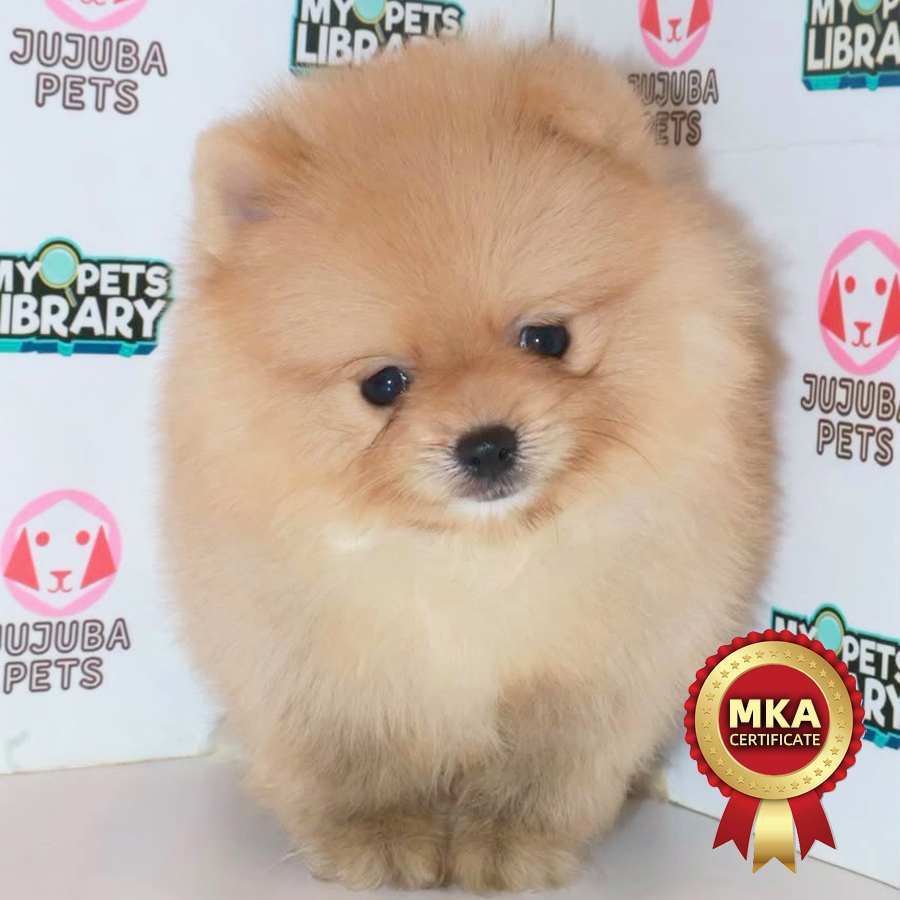 MKA Pomeranian Puppy