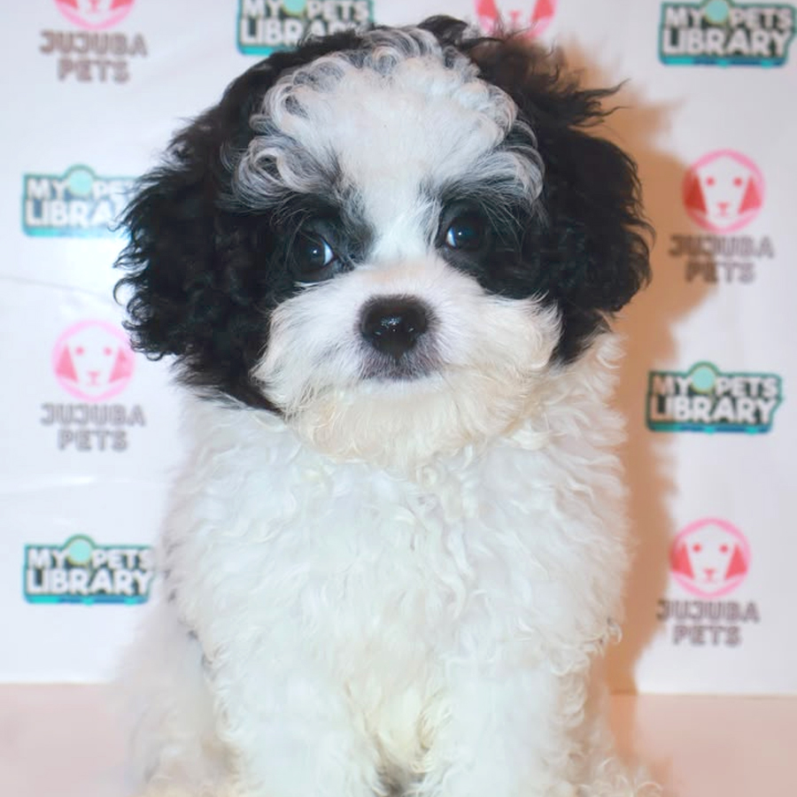 Shihpoo Puppy
