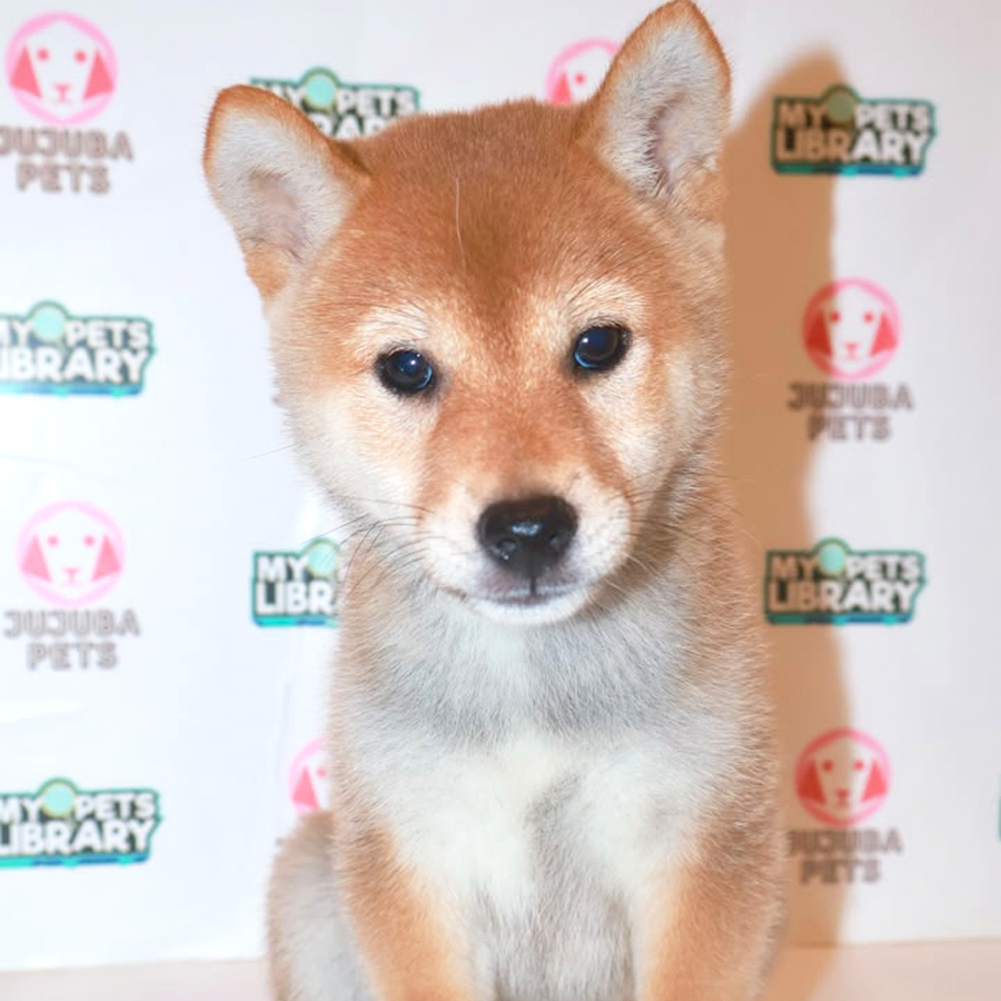 Shiba Inu Puppy