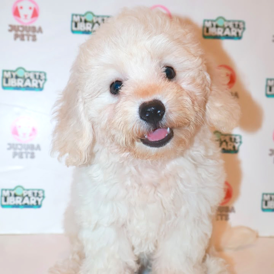 Maltichon Puppy