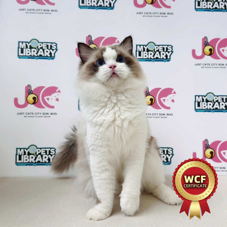 WCF Ragdoll Kitten