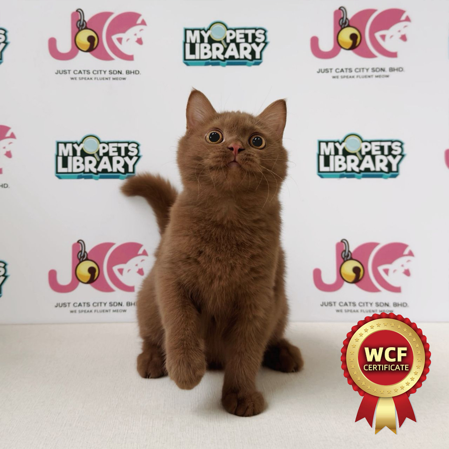 WCF British Shorthair Kitten