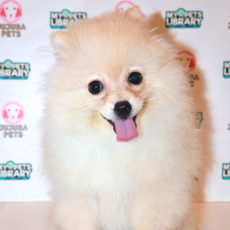 Pomeranian Puppy