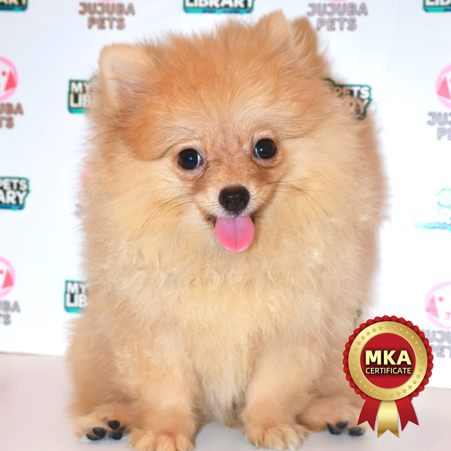 MKA Pomeranian Puppy
