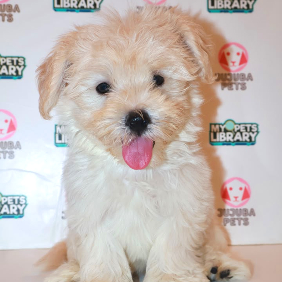 Maltichon Puppy