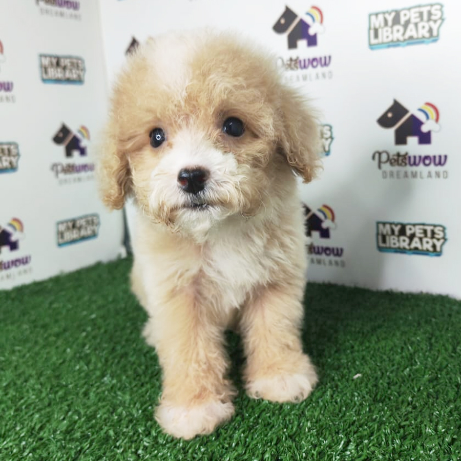 Toy Poodle Puppy