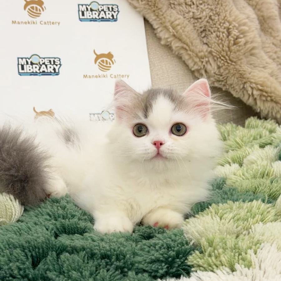Minuet Napoleon Kitten